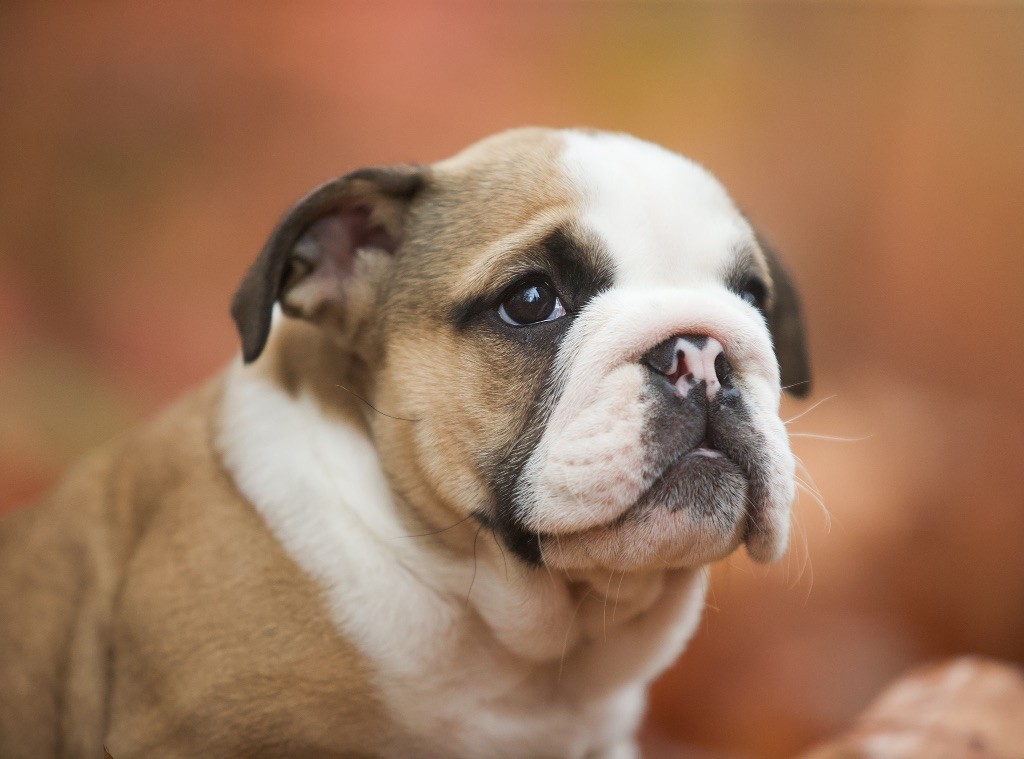 Du Domaine De Paladine - Chiot disponible  - Bulldog Anglais