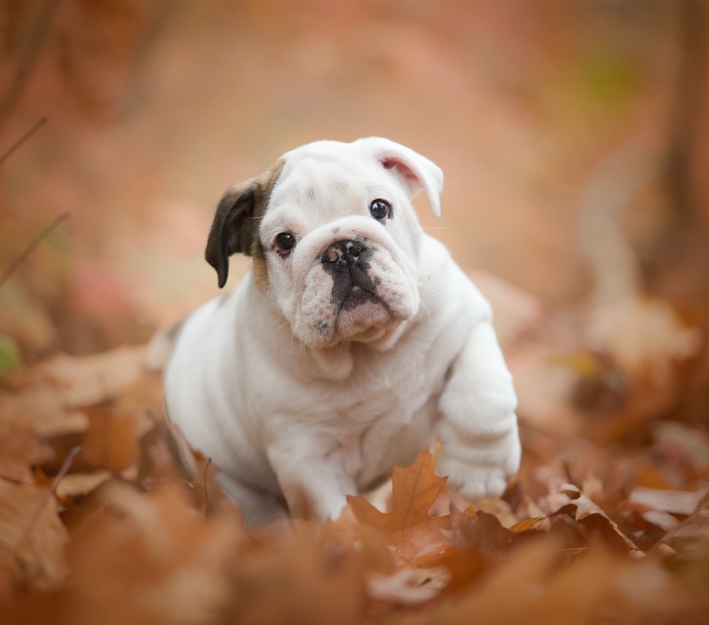 Du Domaine De Paladine - Chiot disponible  - Bulldog Anglais