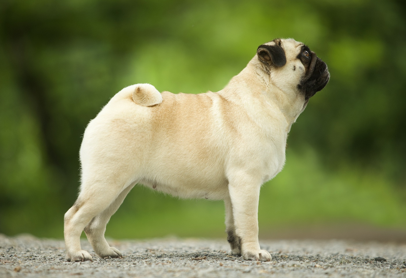 ultime girl power Du Domaine De Paladine