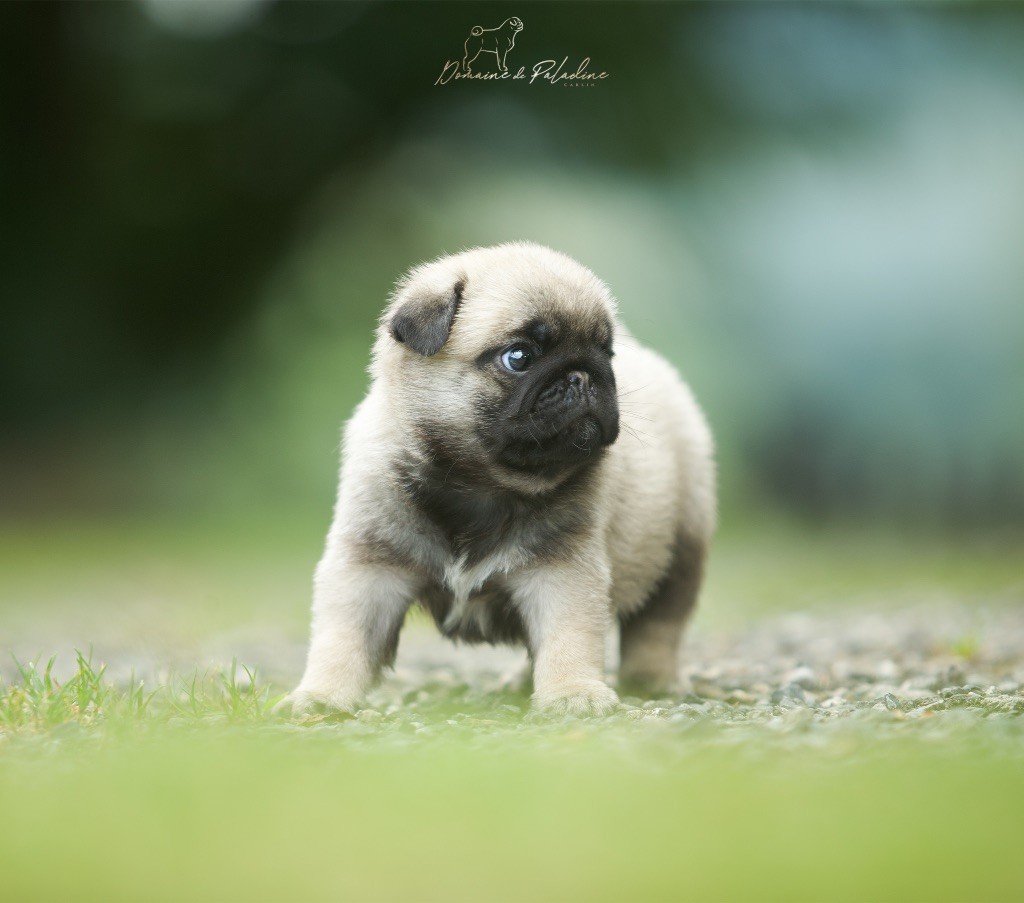 Du Domaine De Paladine - Chiots disponibles - Carlin