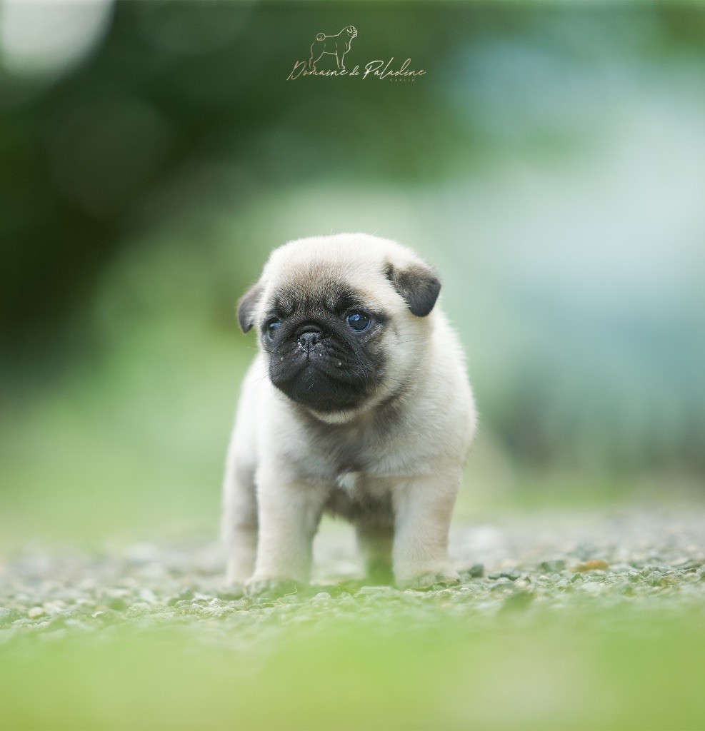 Du Domaine De Paladine - Chiots disponibles - Carlin