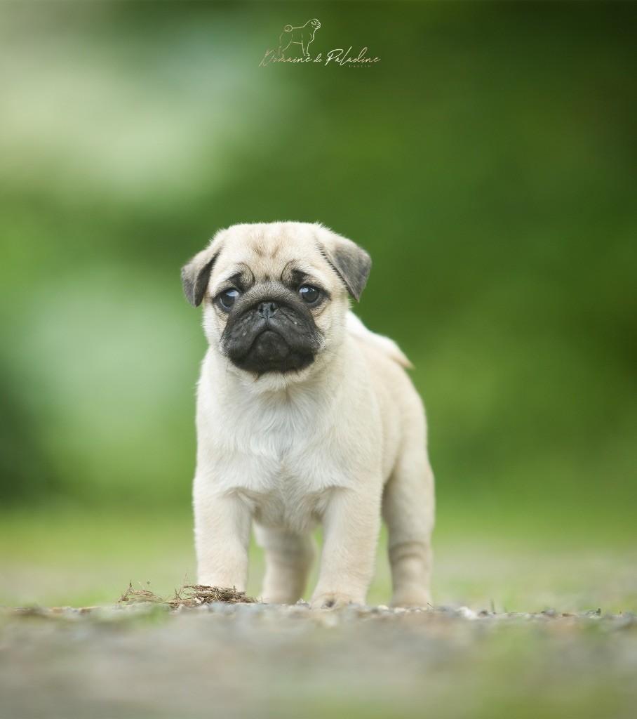 Du Domaine De Paladine - Chiots disponibles - Carlin