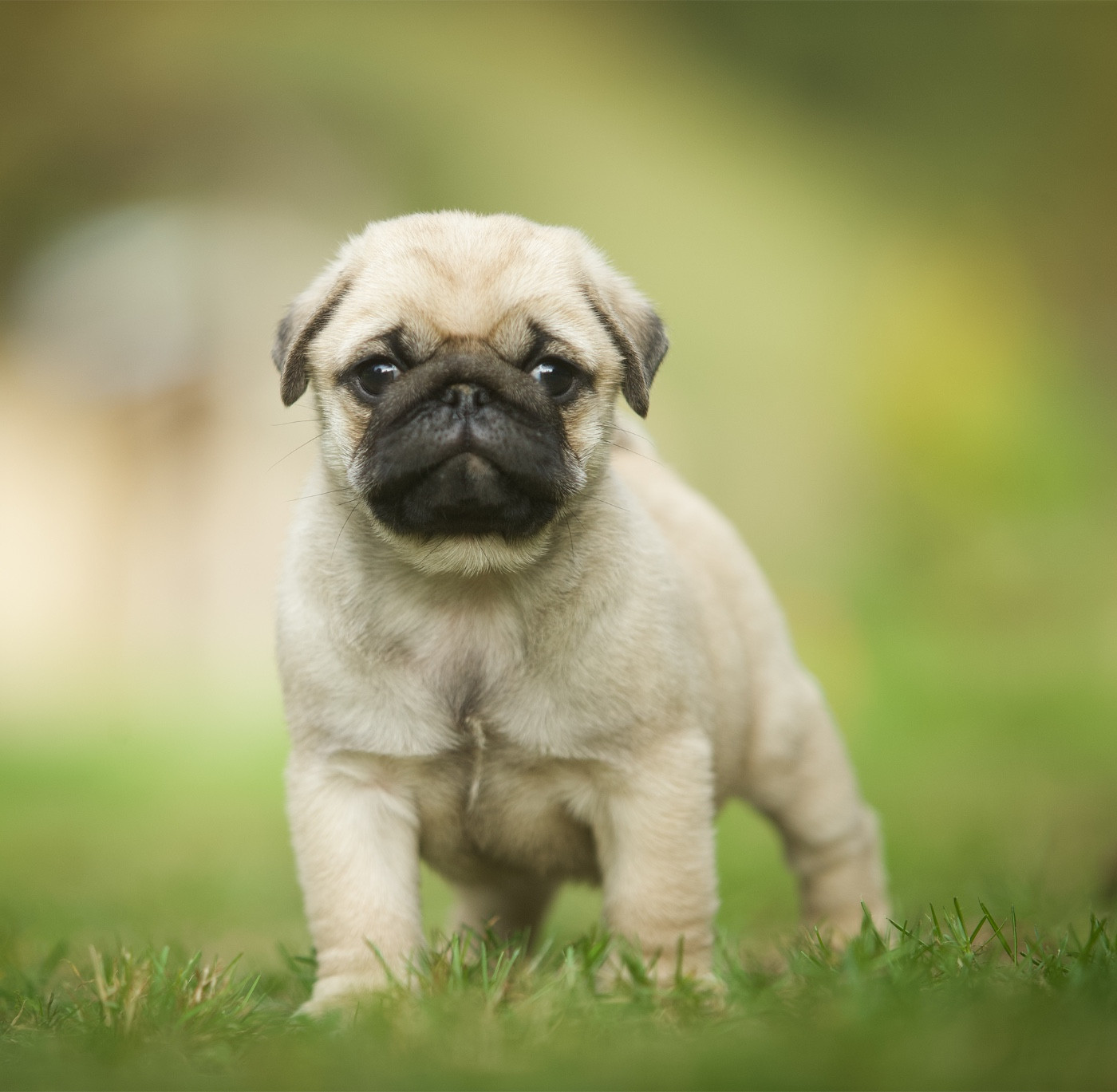 Du Domaine De Paladine - Chiots disponibles - Carlin