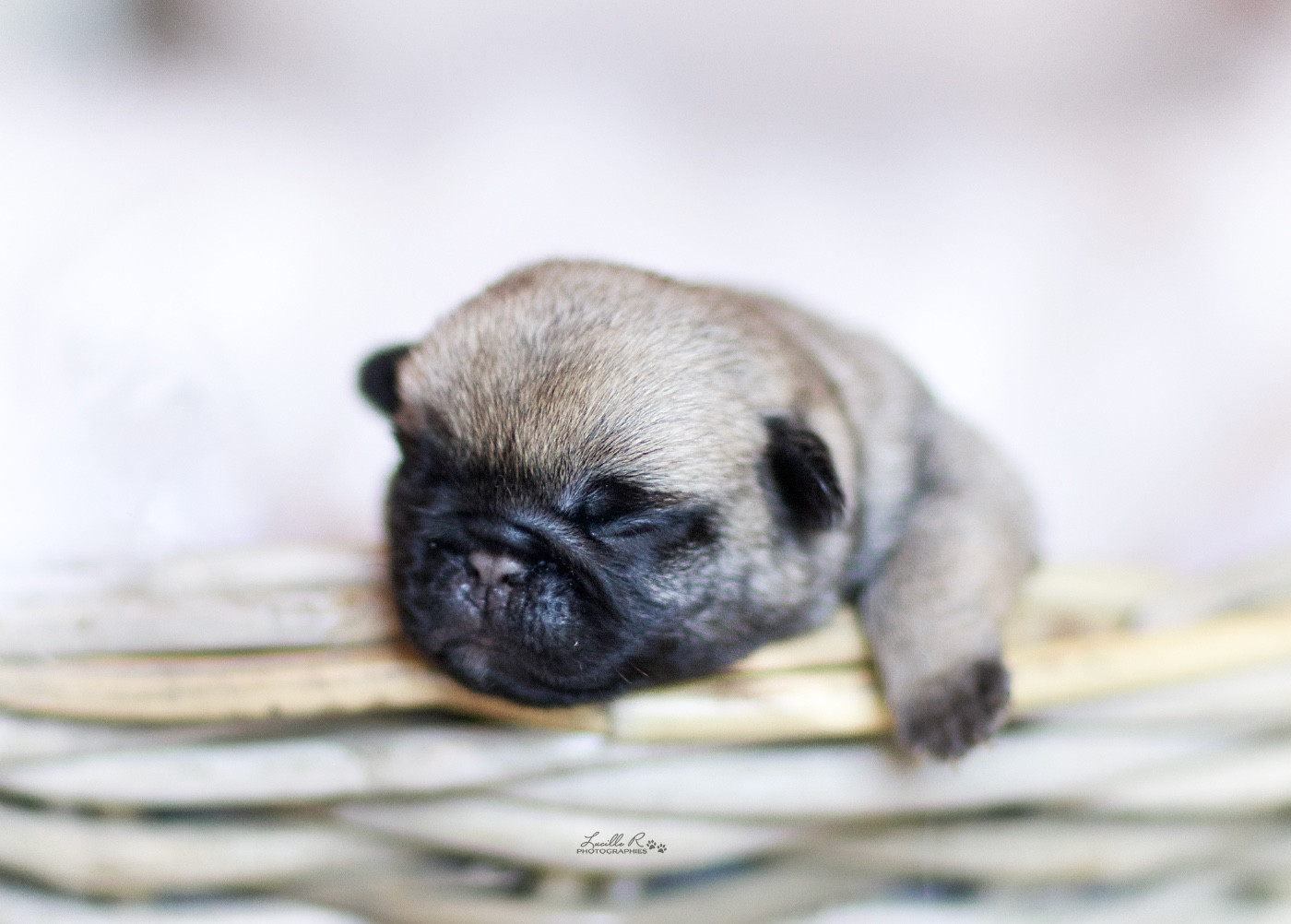 Du Domaine De Paladine - Chiots disponibles - Carlin