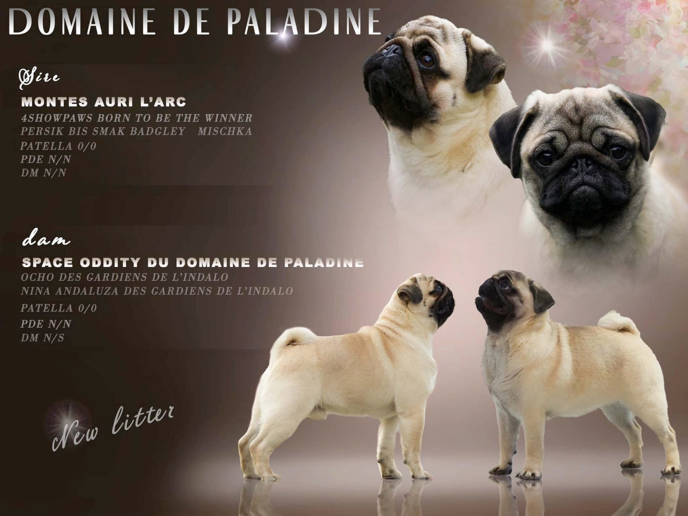 Chiot Carlin Du Domaine De Paladine