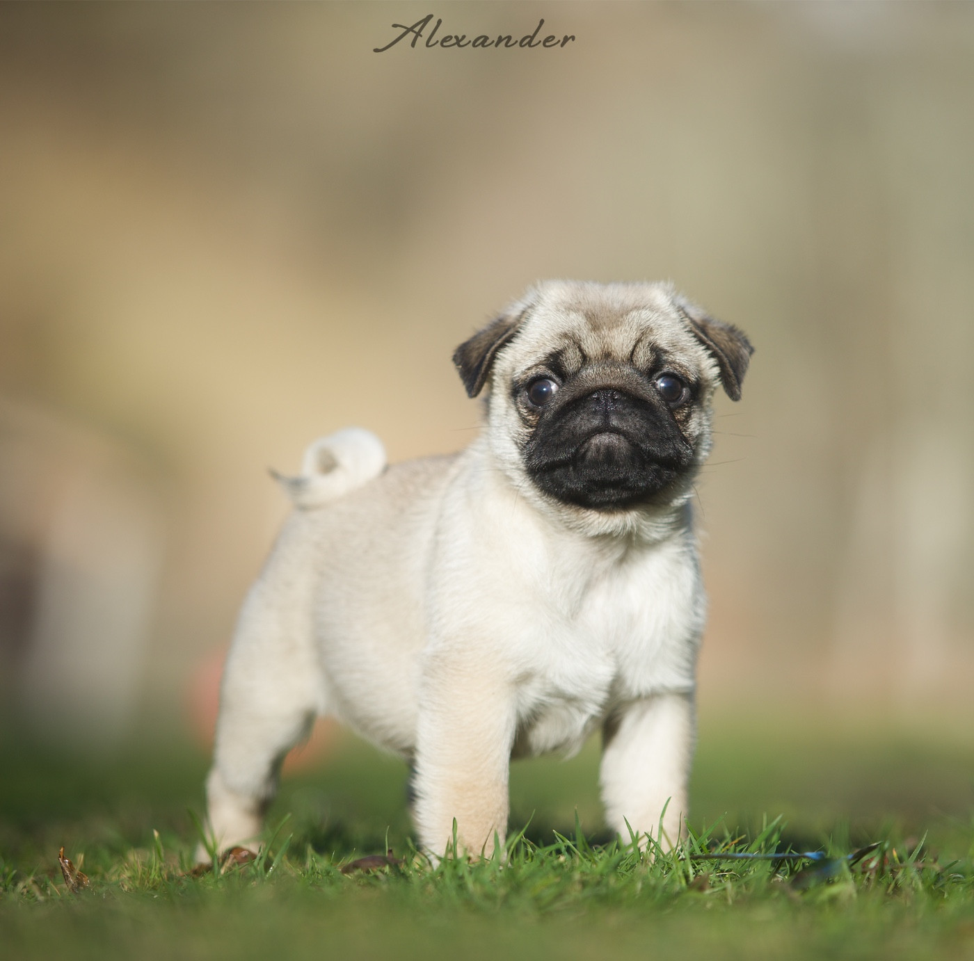 Du Domaine De Paladine - Chiots disponibles - Carlin