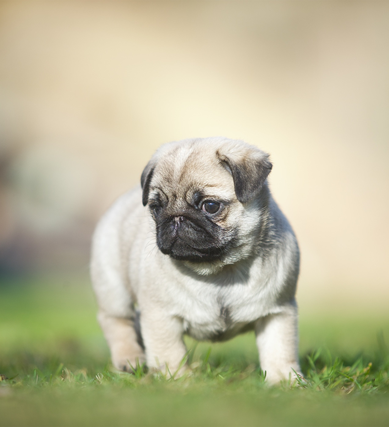 Du Domaine De Paladine - Chiots disponibles - Carlin