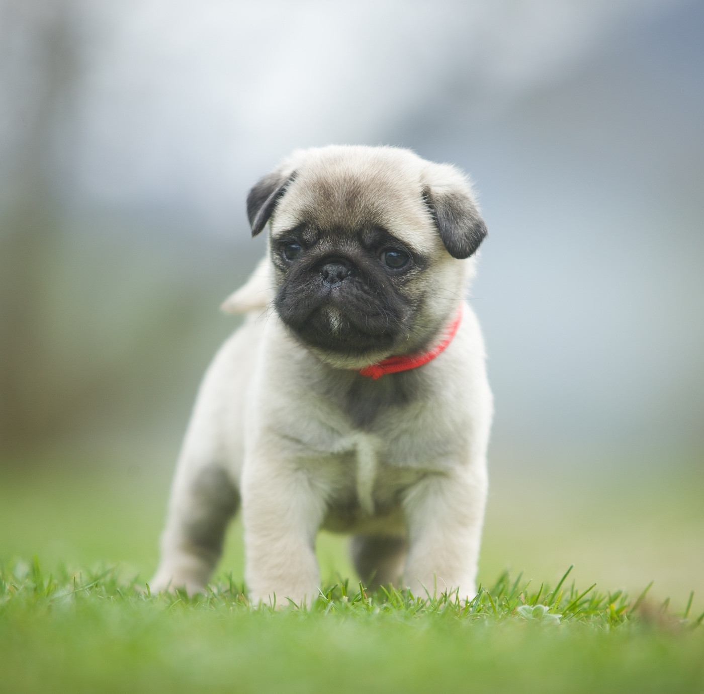 Du Domaine De Paladine - Chiots disponibles - Carlin