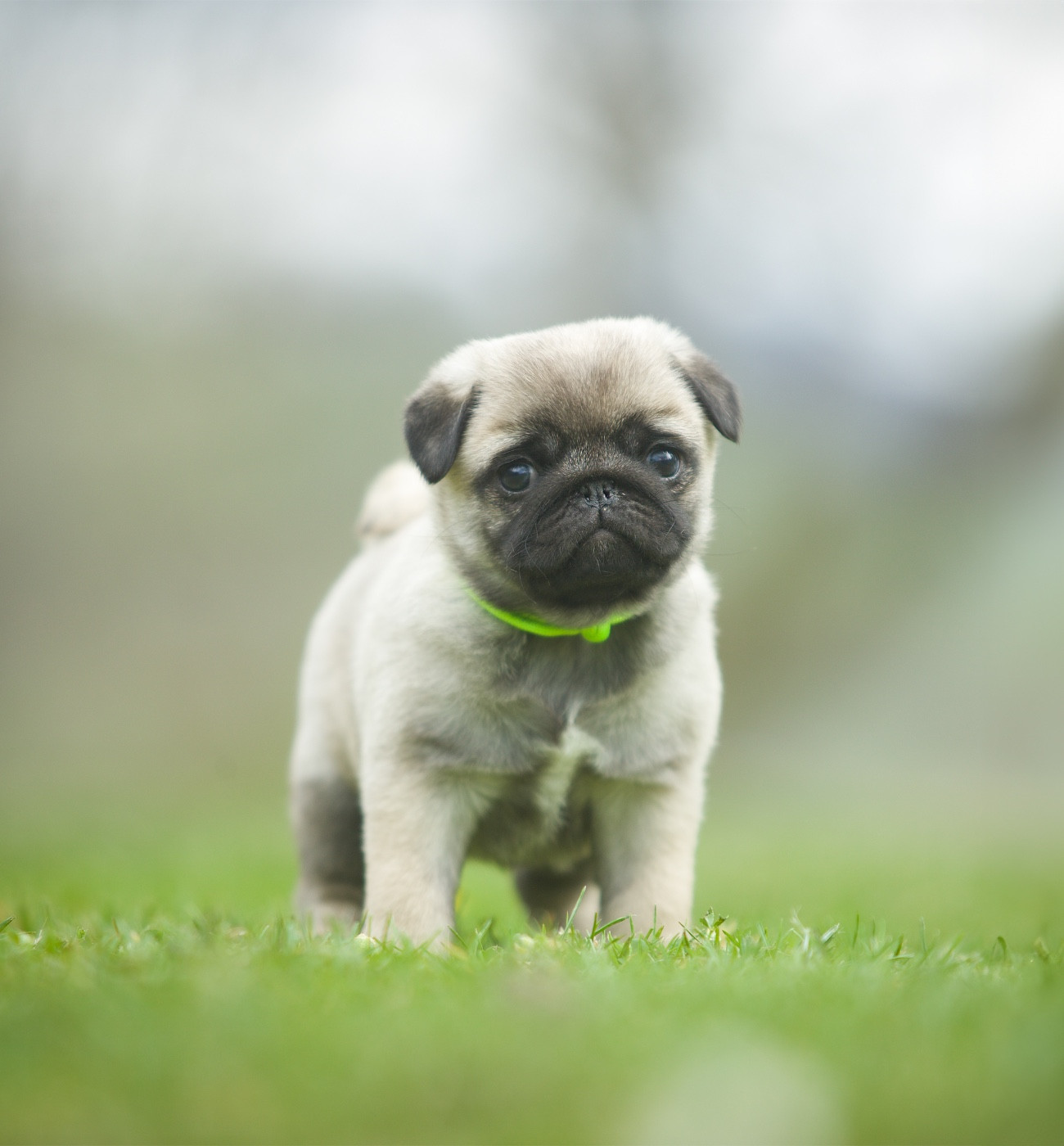 Du Domaine De Paladine - Chiots disponibles - Carlin