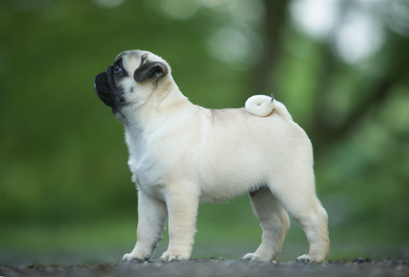 Du Domaine De Paladine - Chiots disponibles - Carlin