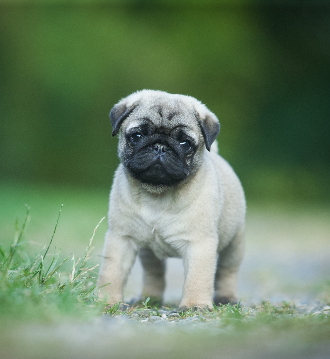 Du Domaine De Paladine - Chiots disponibles - Carlin