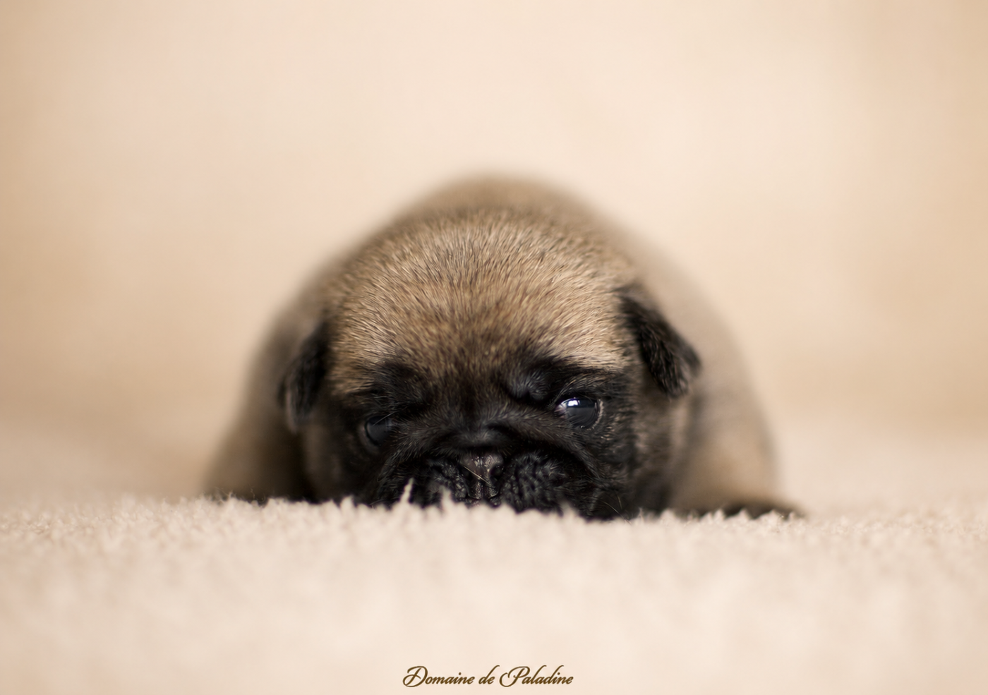 Du Domaine De Paladine - Chiots disponibles - Carlin