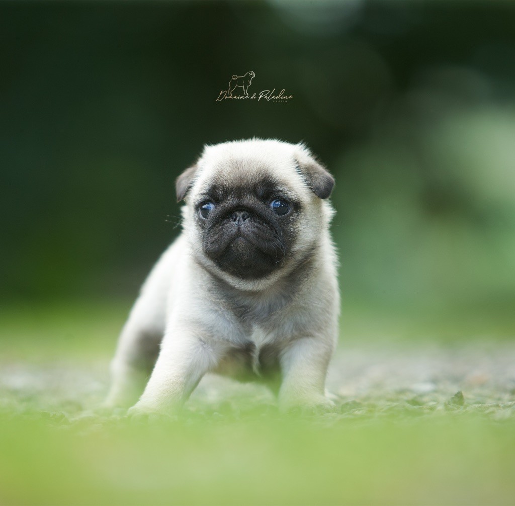 Du Domaine De Paladine - Chiots disponibles - Carlin