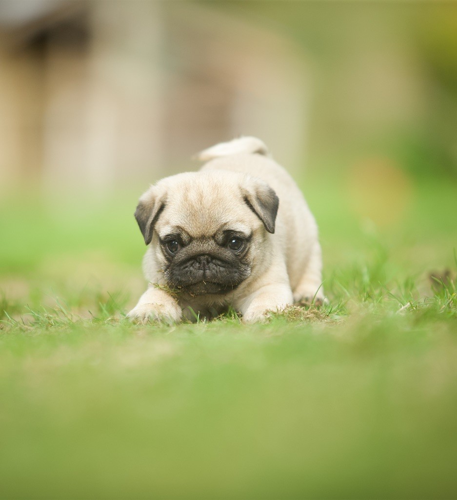 Du Domaine De Paladine - Chiots disponibles - Carlin