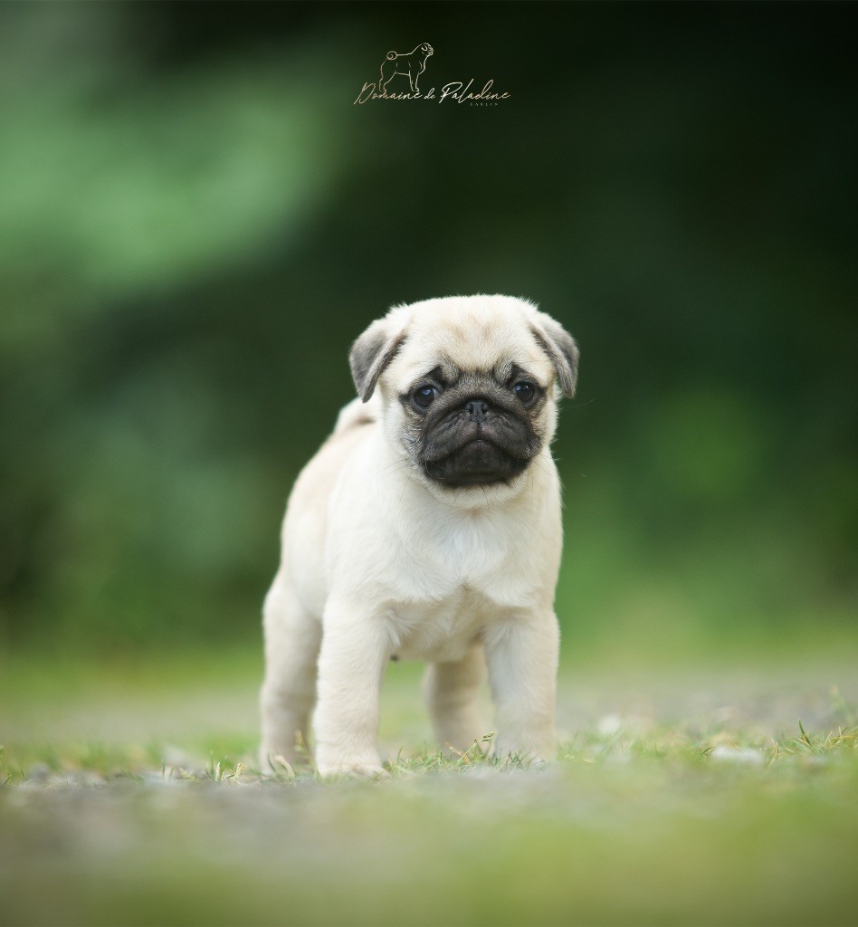 Du Domaine De Paladine - Chiots disponibles - Carlin