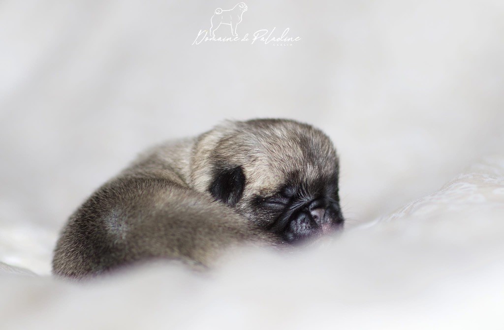 Du Domaine De Paladine - Chiots disponibles - Carlin