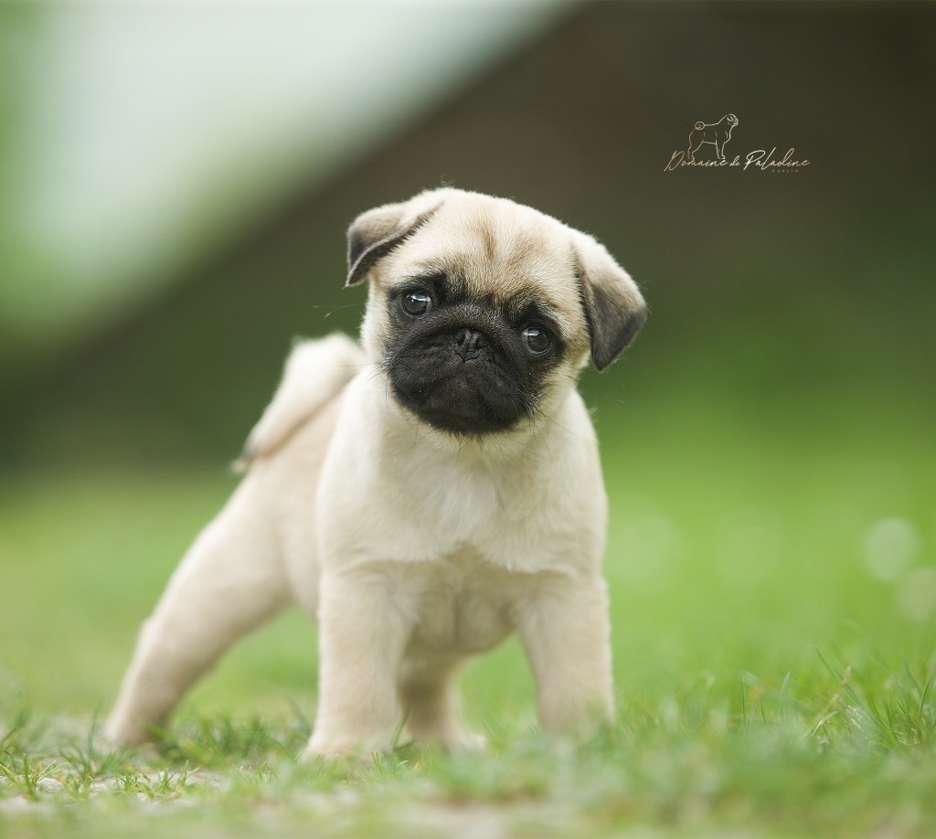Du Domaine De Paladine - Chiots disponibles - Carlin