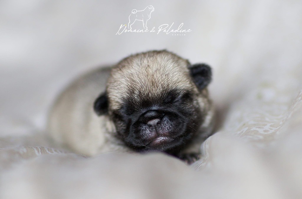 Du Domaine De Paladine - Chiots disponibles - Carlin