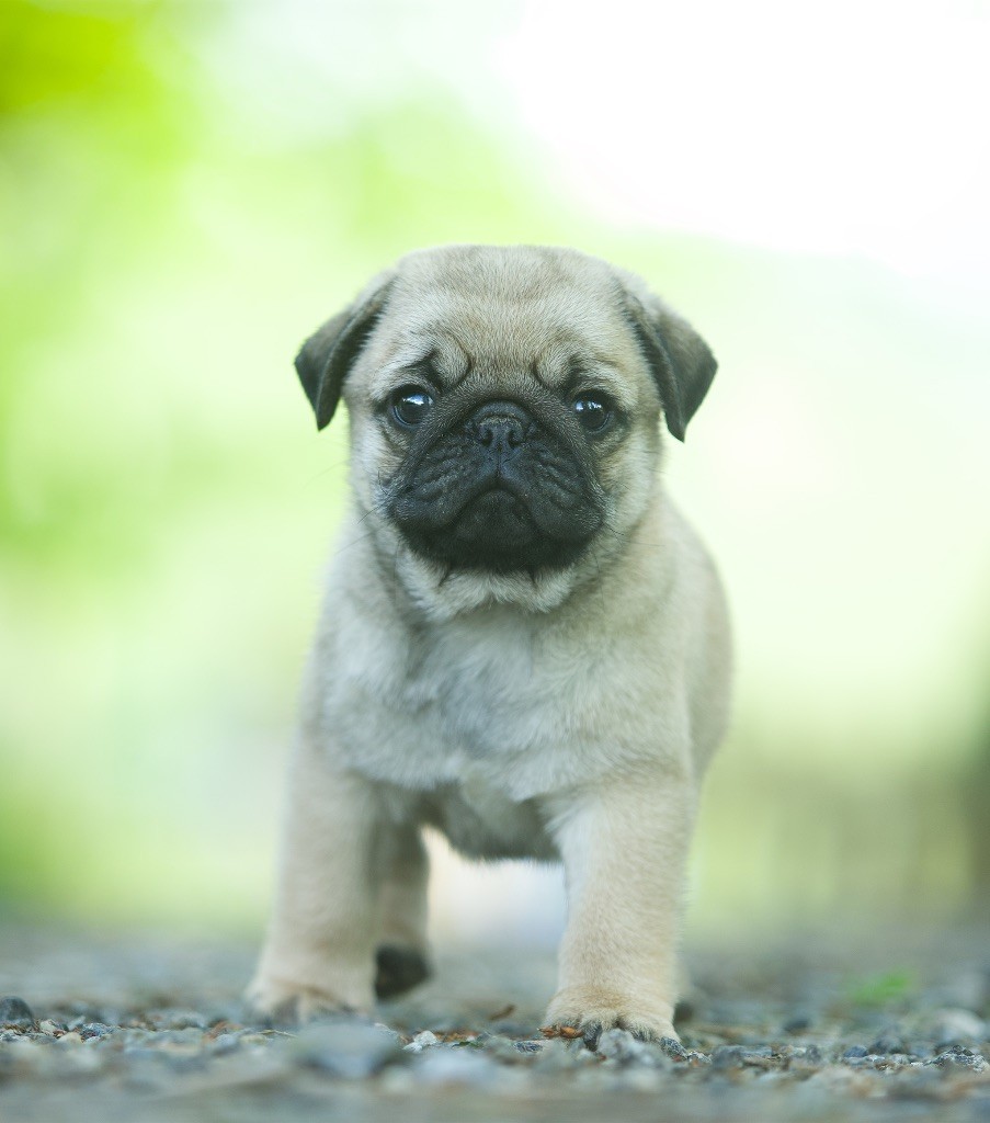 Du Domaine De Paladine - Chiots disponibles - Carlin