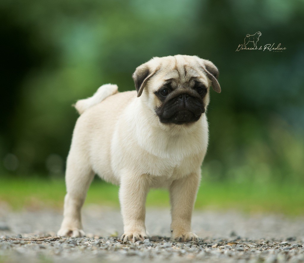 Du Domaine De Paladine - Chiots disponibles - Carlin