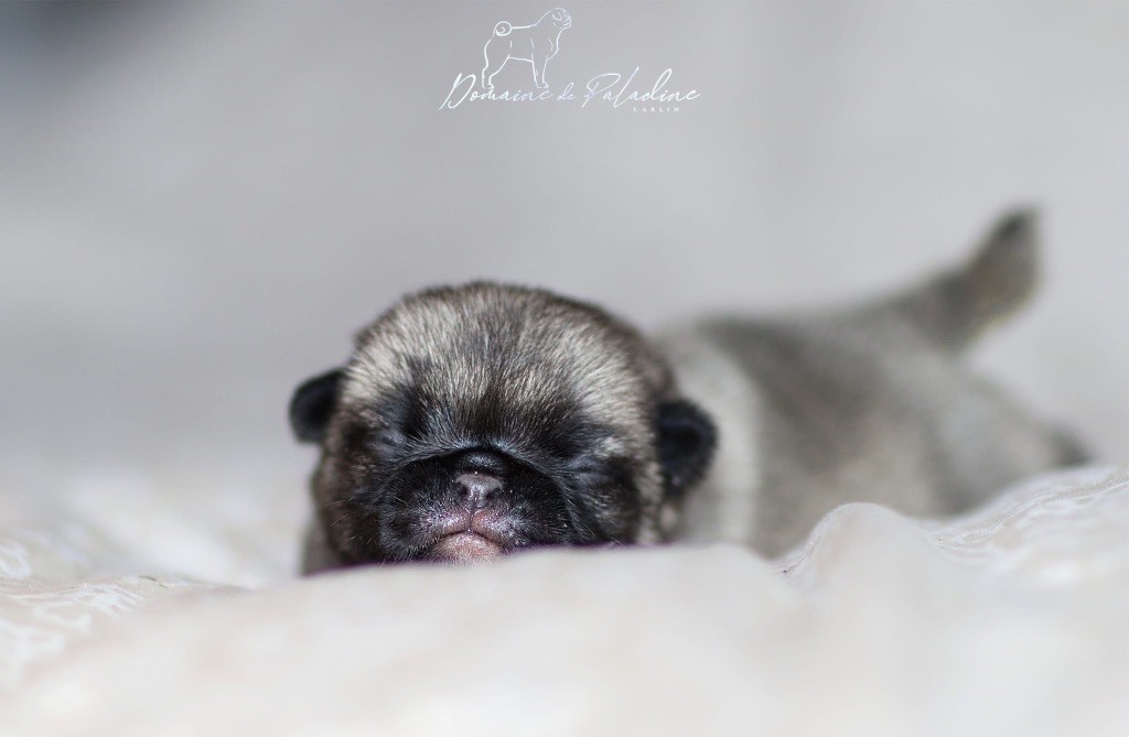 Du Domaine De Paladine - Chiots disponibles - Carlin