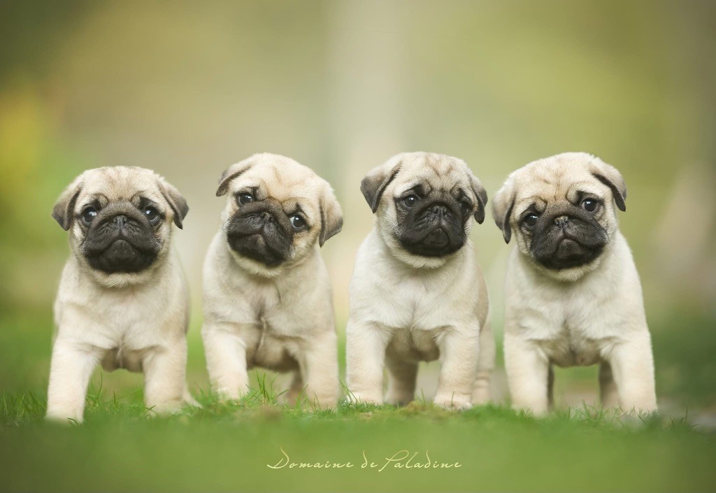 Du Domaine De Paladine - Carlin - Portée née le 30/08/2025