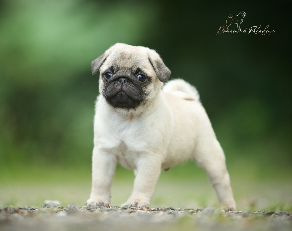 Du Domaine De Paladine - Chiots disponibles - Carlin