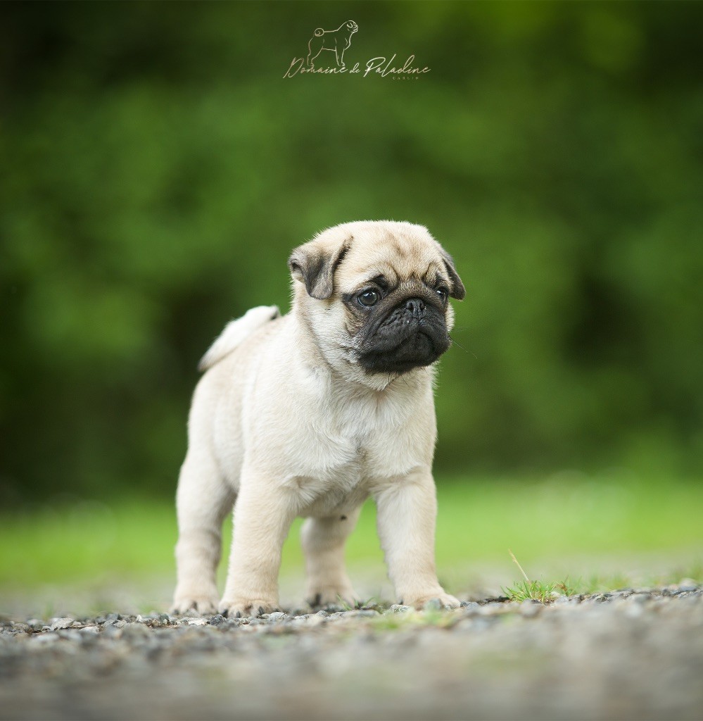 Du Domaine De Paladine - Chiots disponibles - Carlin