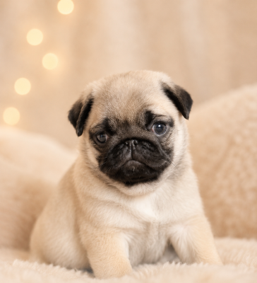 Chiot N°1