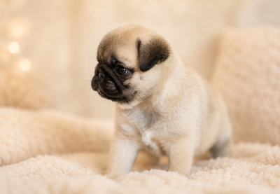 Chiot N°2