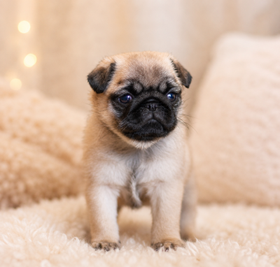 Chiot N°3