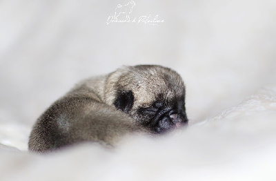 CHIOT 4