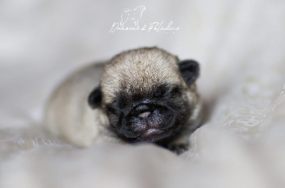 CHIOT 3