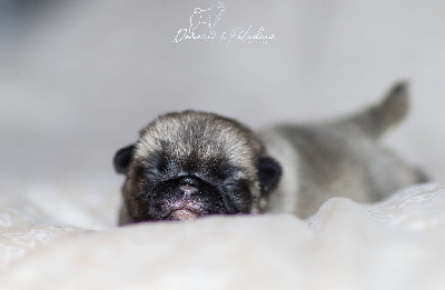 CHIOT 1