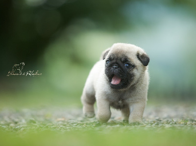 CHIOT 2