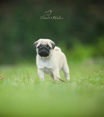 CHIOT 5