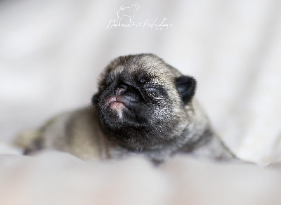 CHIOT 2