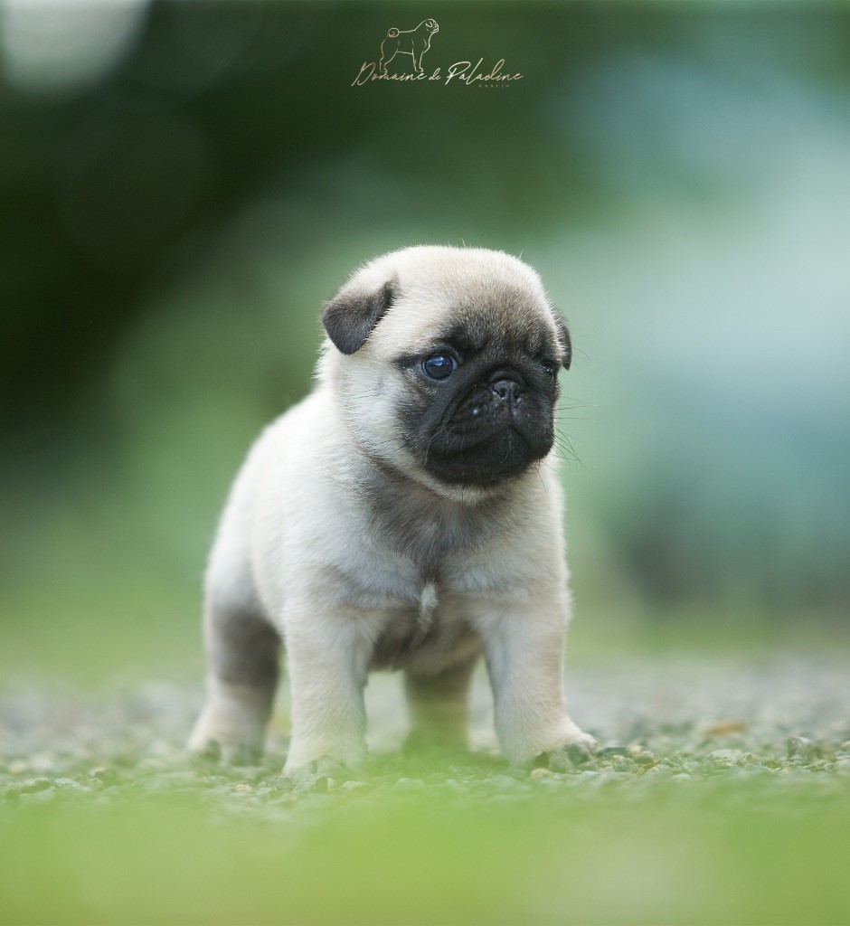Du Domaine De Paladine - Chiots disponibles - Carlin