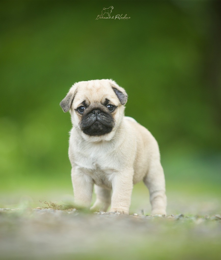 Du Domaine De Paladine - Chiots disponibles - Carlin
