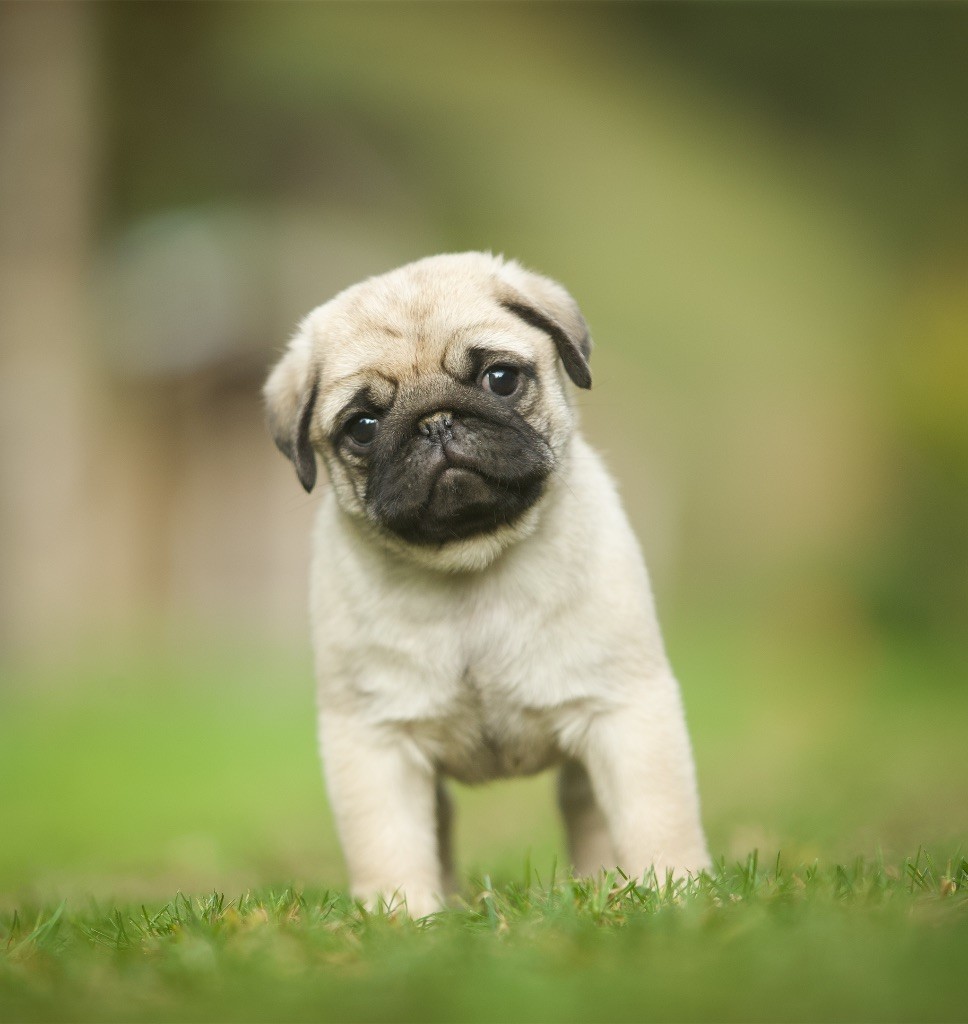 Du Domaine De Paladine - Chiots disponibles - Carlin