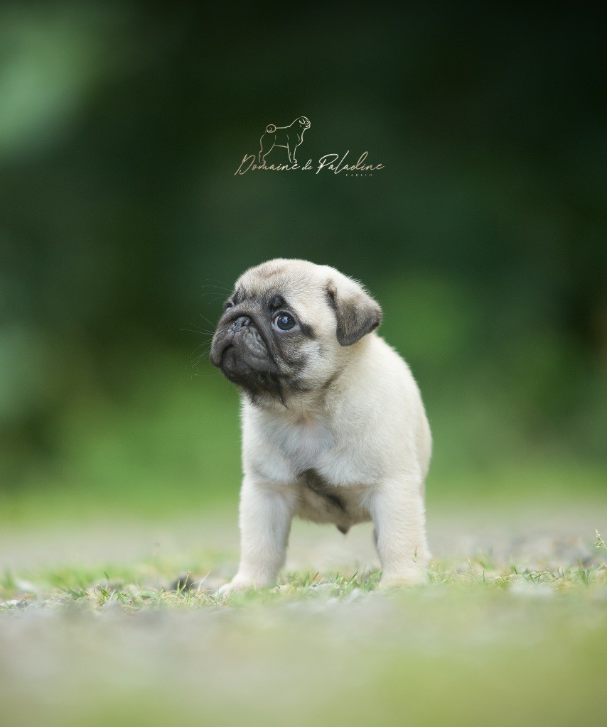 Du Domaine De Paladine - Chiots disponibles - Carlin