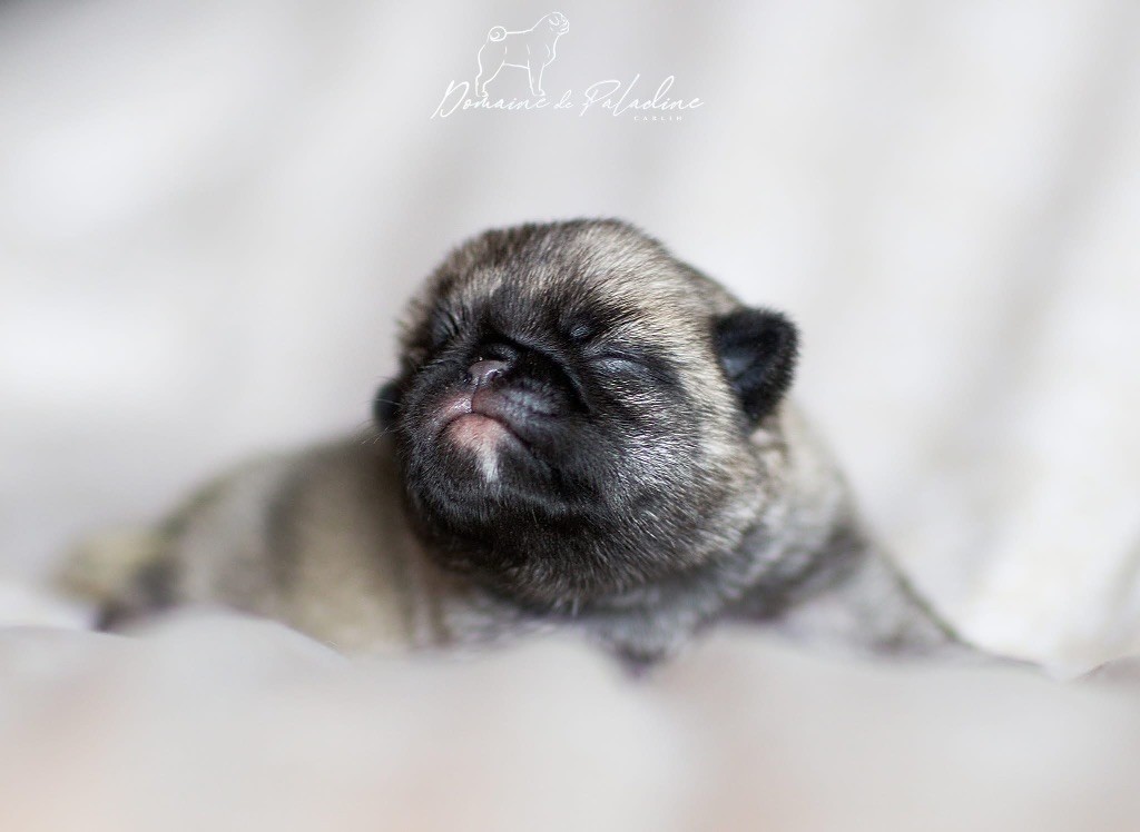 Du Domaine De Paladine - Chiots disponibles - Carlin