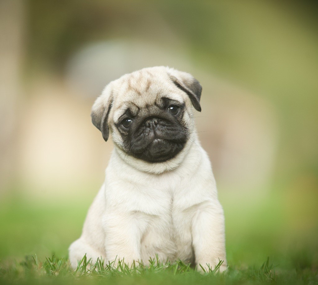 Du Domaine De Paladine - Chiots disponibles - Carlin