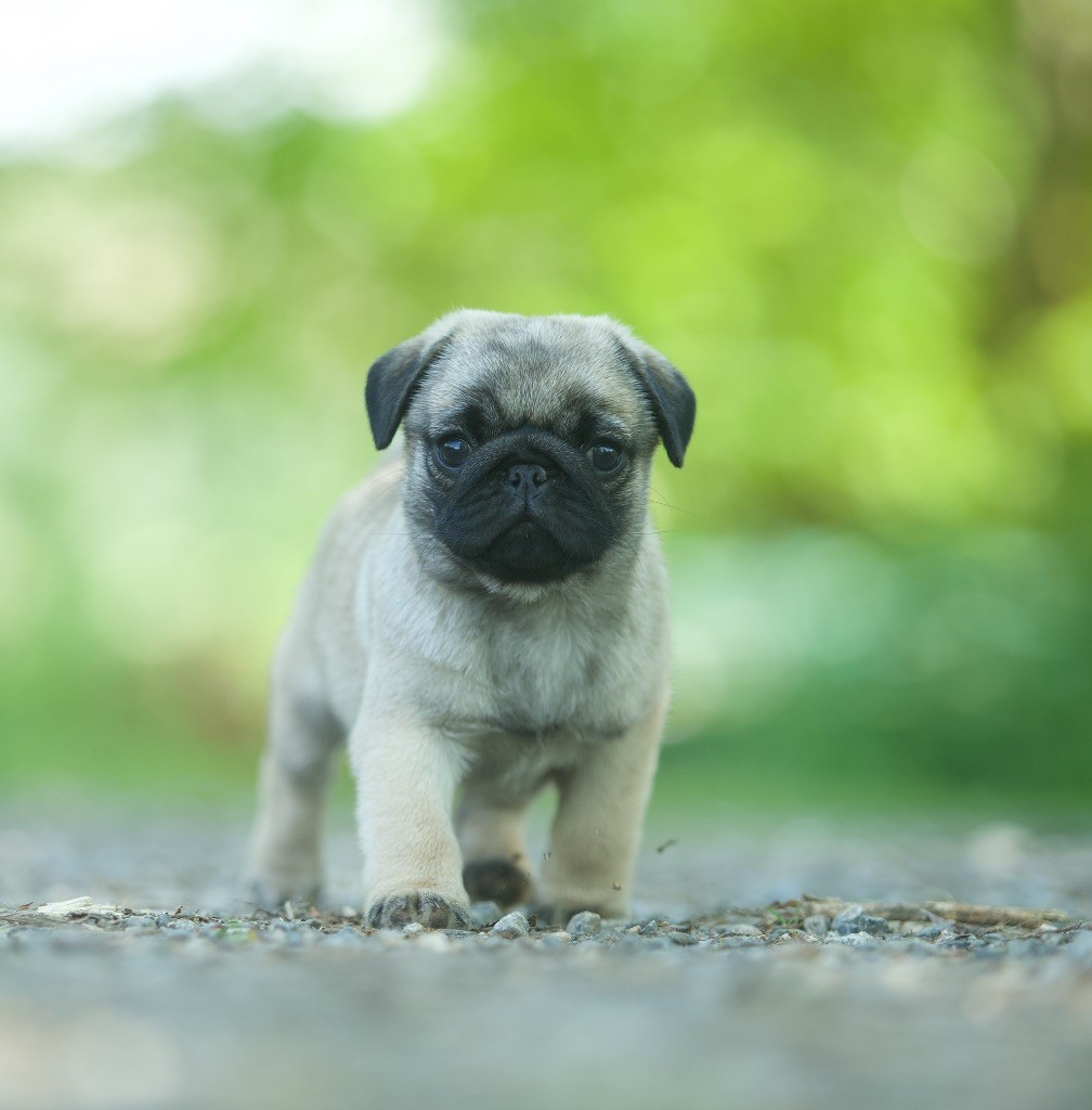 Du Domaine De Paladine - Chiots disponibles - Carlin