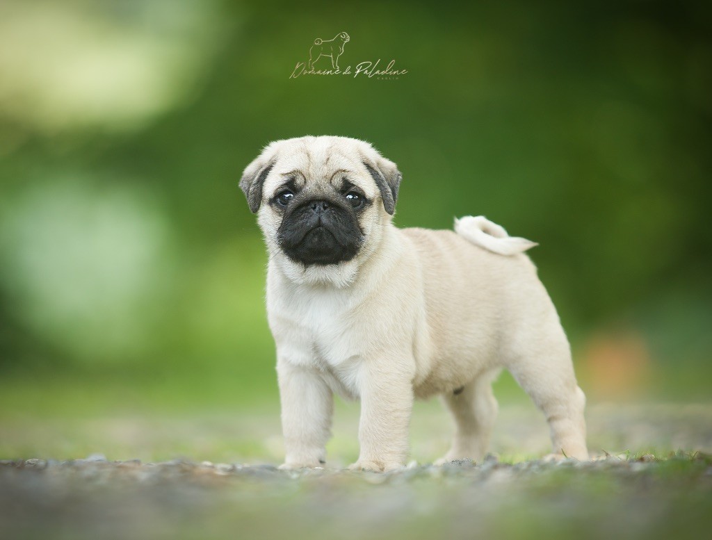 Du Domaine De Paladine - Chiots disponibles - Carlin