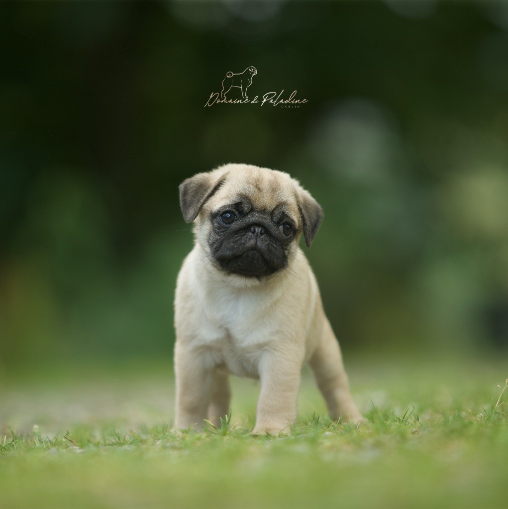 Du Domaine De Paladine - Chiots disponibles - Carlin