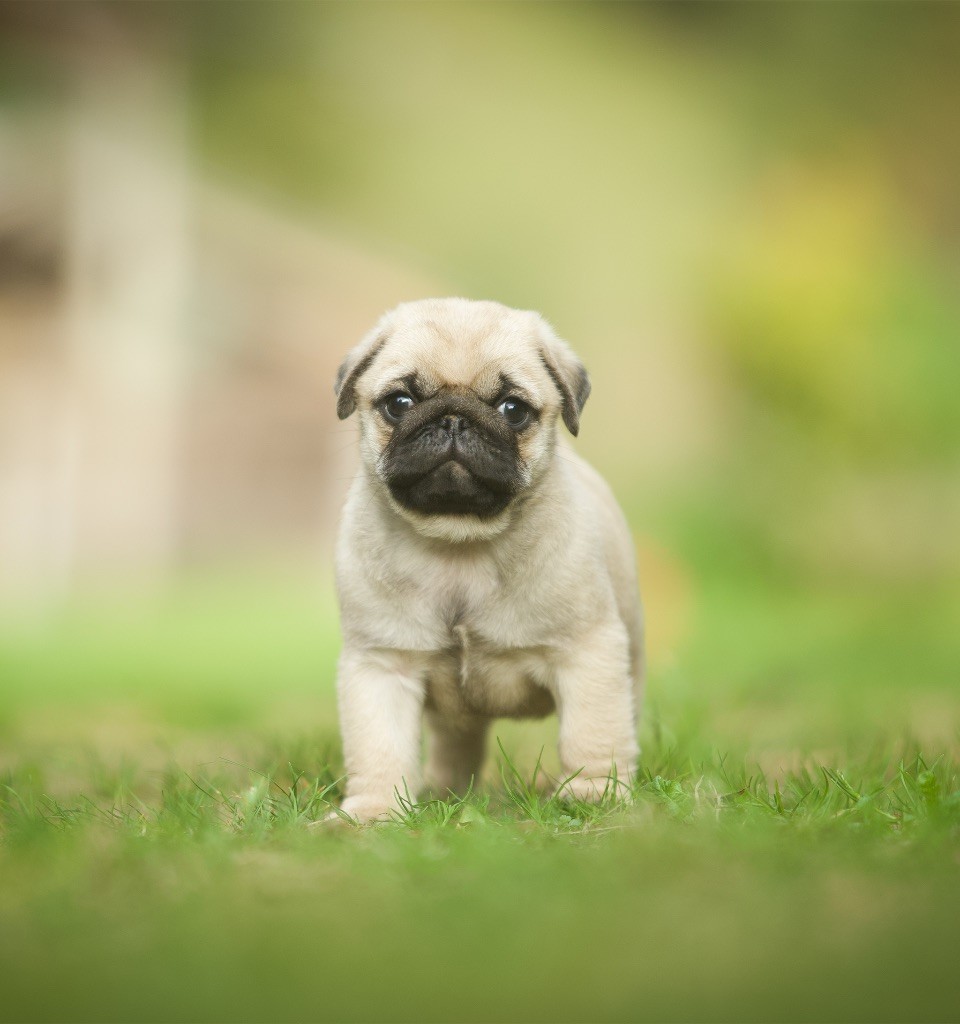 Du Domaine De Paladine - Chiots disponibles - Carlin